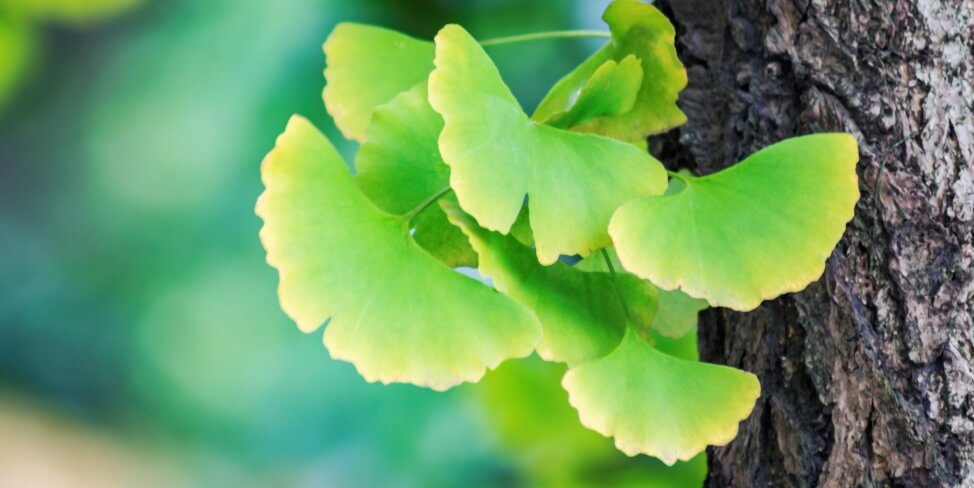 ¿Qué es el Ginkgo Biloba? Beneficios y Propiedades
