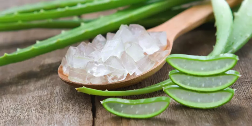 Aloe Vera: Qué Es, Propiedades Y Usos Recomendados