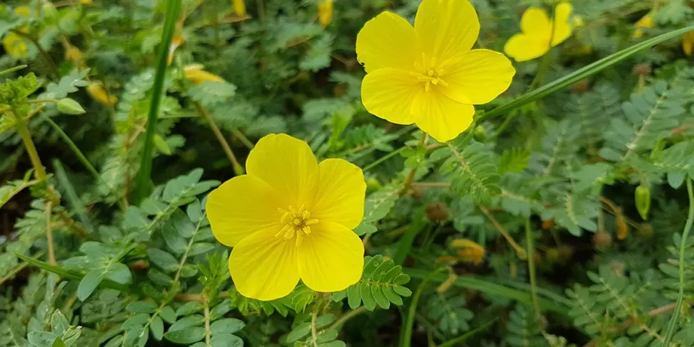 Tribulus Terrestris