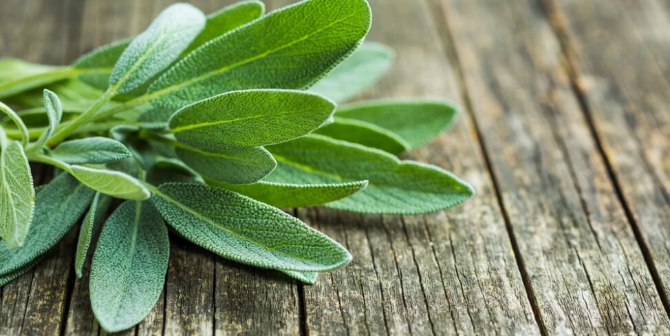 salvia