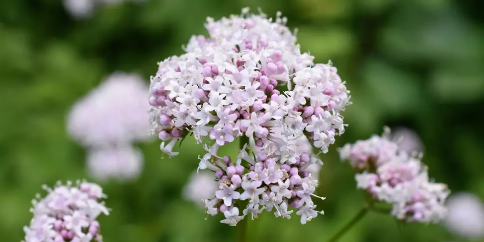 valeriana