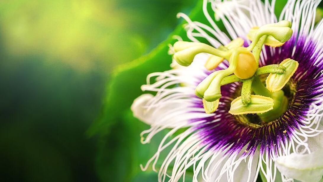 Pasiflora