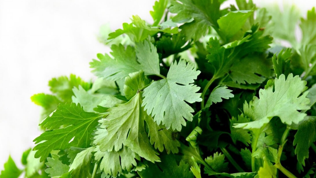 Cilantro
