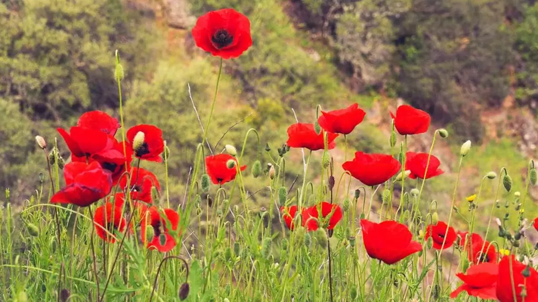 Amapolas en el campo