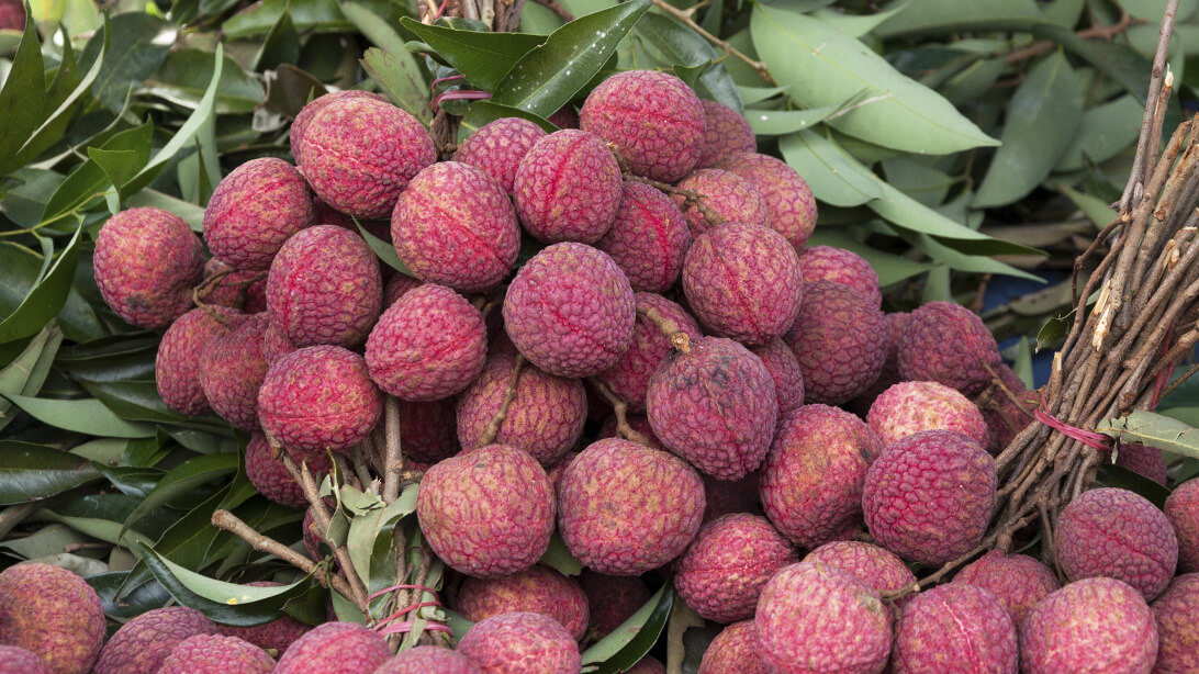 lichi