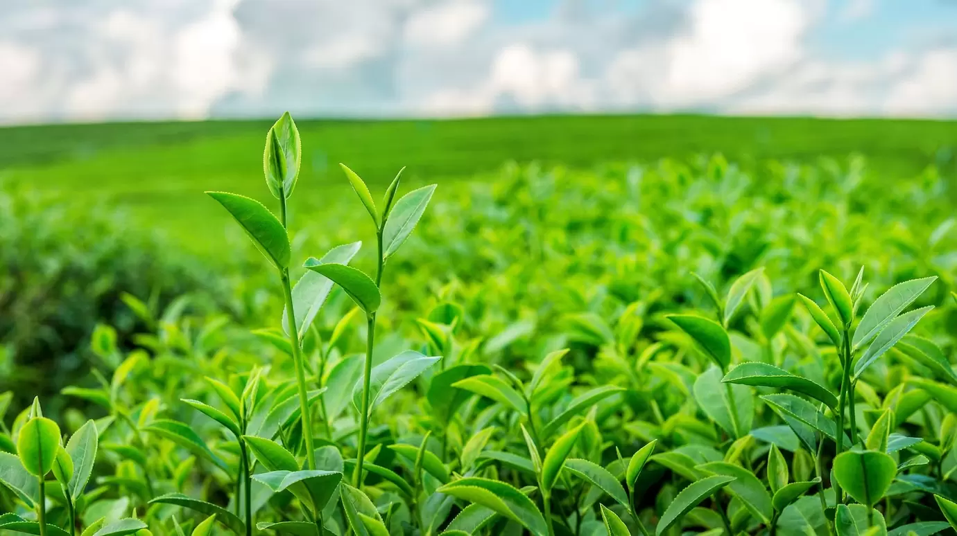 Té verde
