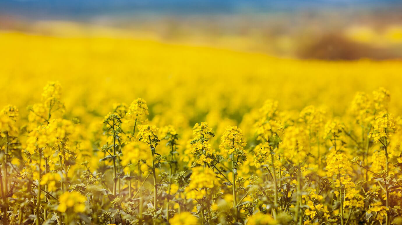 Aceite de Canola