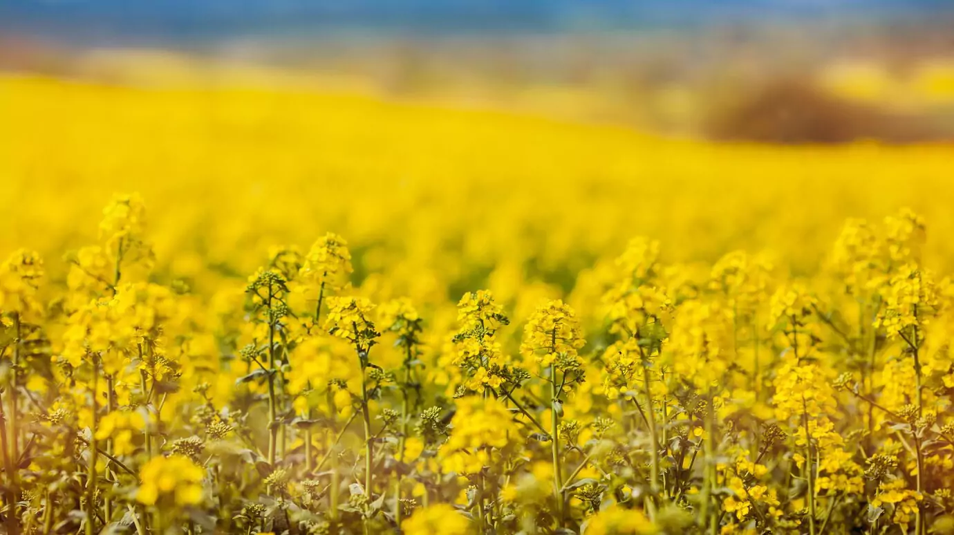 Aceite de Canola