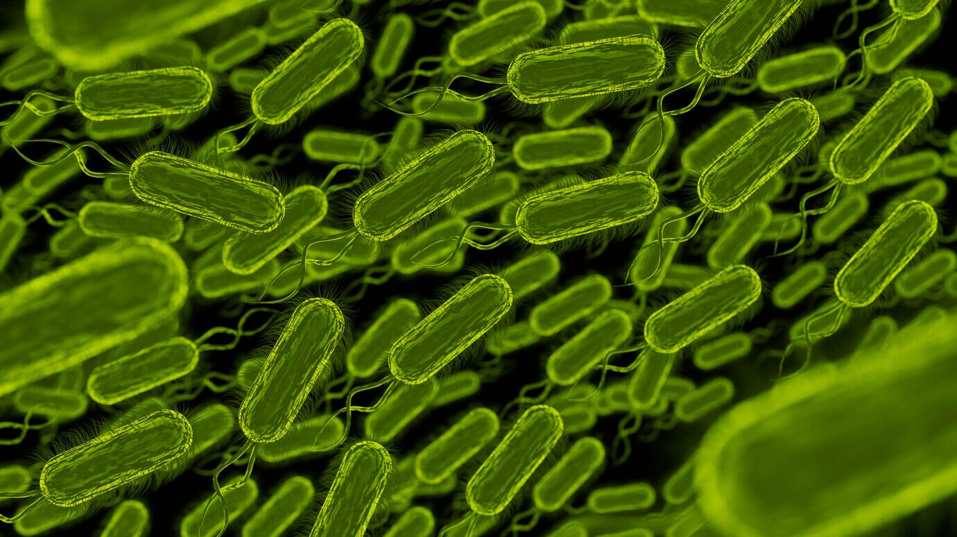 Lactobacillus fermentum