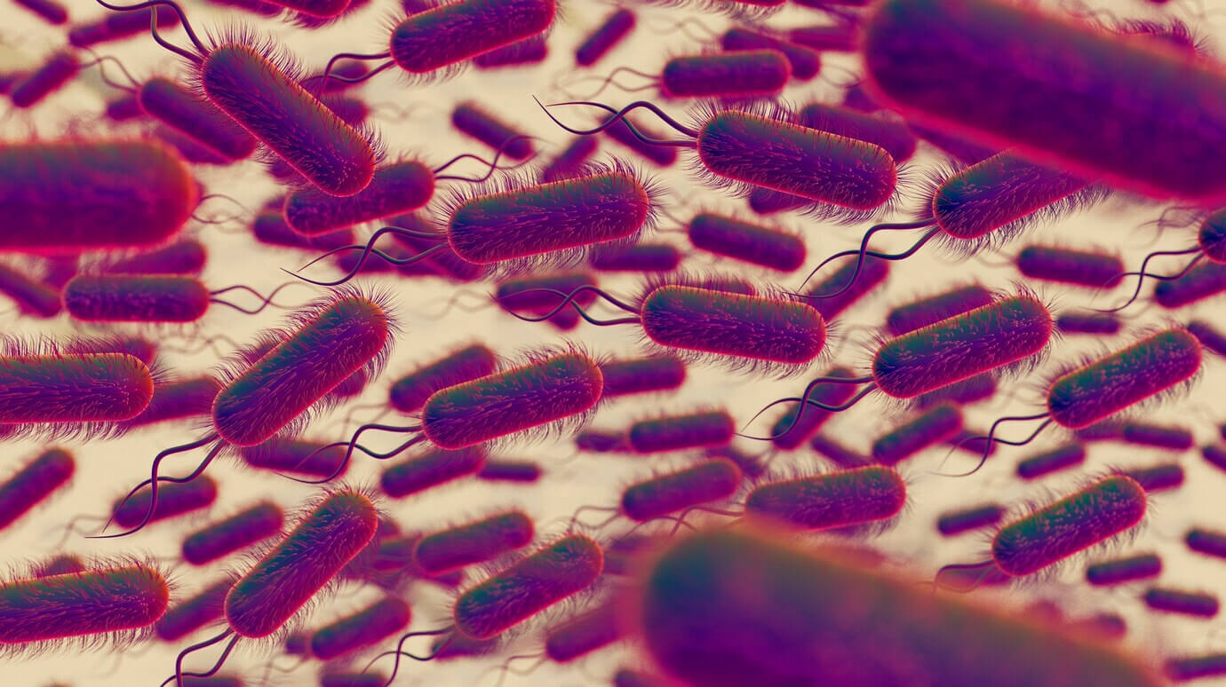 Lactobacillus rhamnosus