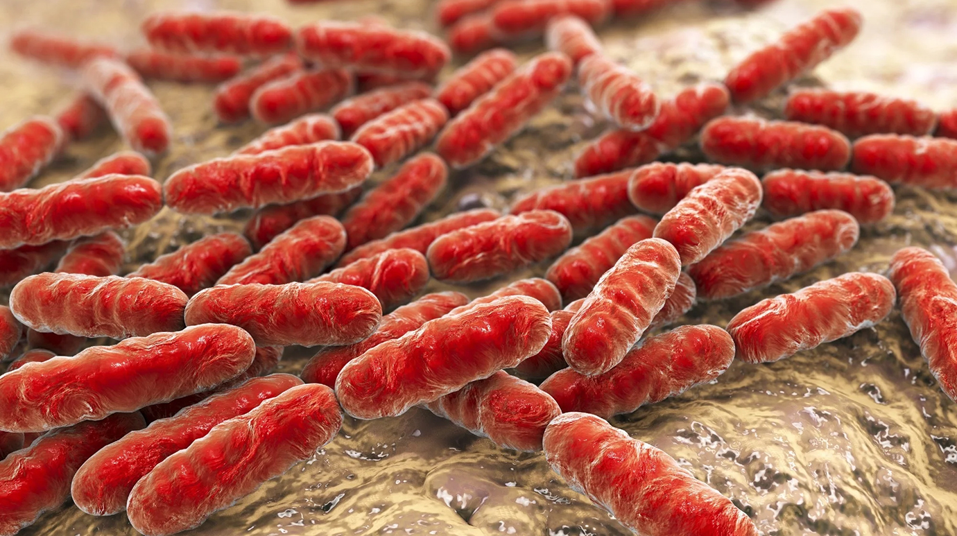 Lactobacillus