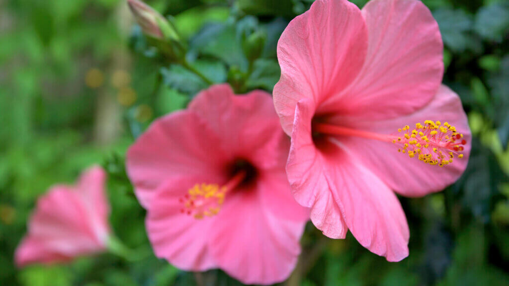 Hibisco
